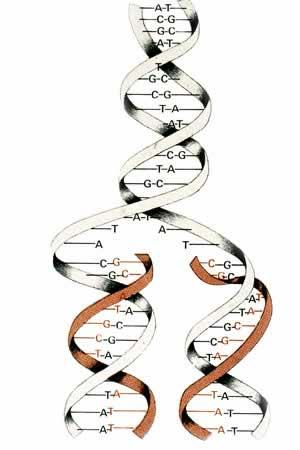 DUPLICAÇÃO DO DNA 1 molécula de DNA mãe dá origem a