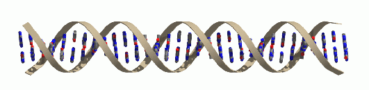 RNA migra para o TRADUÇÃO Produção de proteína a partir do RNA DNA citoplasma da célula