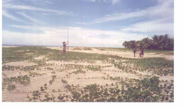 124 SW Foto 7.1 Vista parcial da pós-praia do perfil P 1, de Norte para Sul, mostrando pequenas dunas fixas por vegetação.