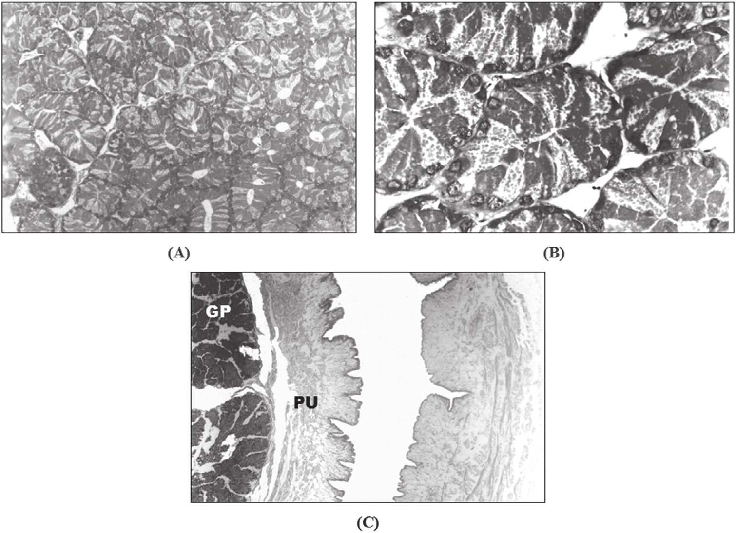 416 o lúmen uterino, enquanto que o estroma é escasso, pobremente vascularizado e com células alongadas e afiladas, semelhantes a fibroblastos (Figura 3).