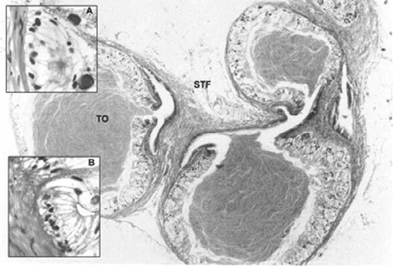 418 Figura 5 Fotomicrografia do corte histológico tecido do sistema reprodutor masculino da Achatina monochromatica - pênis: (A) canal peniano revestido por epitélio colunar, submucosa ampla,