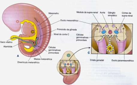 O sistema urogenital se desenvolve a partir do mesoderma intermediário, que se estende ao longo da parede dorsal do corpo do embrião.