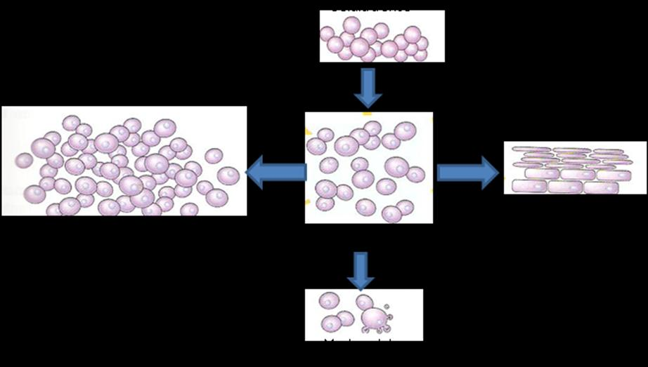 15 ciclina (CDK), e as proteínas inibidoras de CDK (CDKIs) 70,75,77.