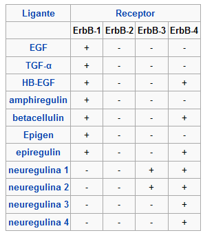 20 e epiregulin (EPR) ligam-se ao EGFR e Her4. Neuregulinas 1 (NGR1) e 2 (NGR2) ligam-se preferencialmente a Her3 e Her4, e NGR3 e NGR4 somente a Her4 89,100 (Quadro 2).