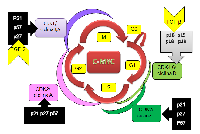 23 FIGURA 10 - Representação esquemática do ciclo celular com as fases G0, G1, G2 e M,e ação de proteínas estimuladoras (ciclinas e cdk s),inibidoras(p21, p27,p57, p16, p15,p18 e p19), e de controle