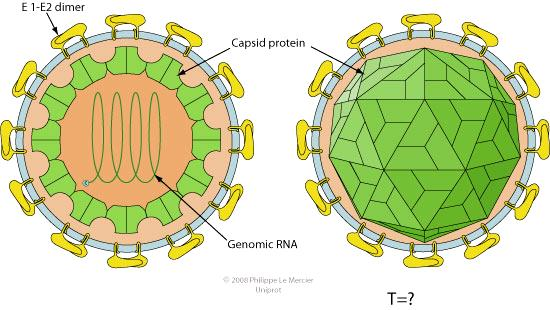 VPSC: partícula viral - Vírion Envelope lipoproteico,