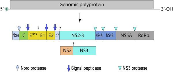 Estrutura genômica RNA mensageiro - Infeccioso Clivagens e