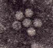 Vírus da Peste Suína Clássica - VPSC Flaviviridae Flavivirus, Hepacivirus Pestivirus Pestivirus VPSC