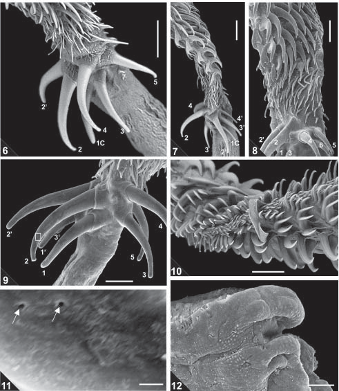 34 Taxonomic Reports of Otobothrioidea Marcelo Knoff et al.