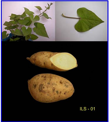 Acessos de batata-doce do banco ativo de germoplasma da Embrapa Clima 17 Acesso ILS-01: 1: Planta vigorosa. Ramos e pecíolos de cor vermelho-púrpura, com grande pilosidade.