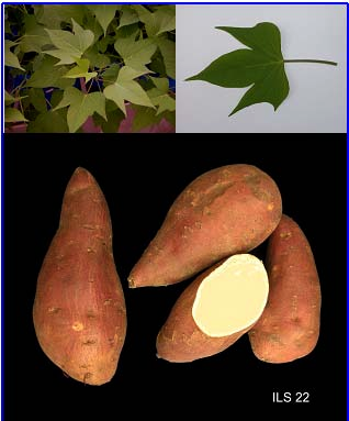 18 Acessos de batata-doce do banco ativo de germoplasma da Embrapa Clima Acesso ILS-22: Planta medianamente vigorosa.