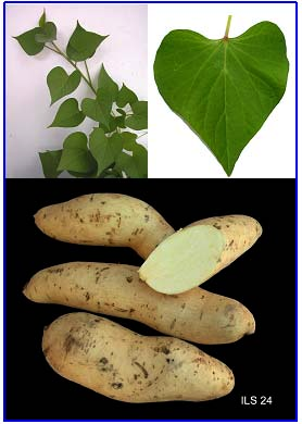 Acessos de batata-doce do banco ativo de germoplasma da Embrapa Clima 19 Acesso ILS-24: Planta vigorosa.
