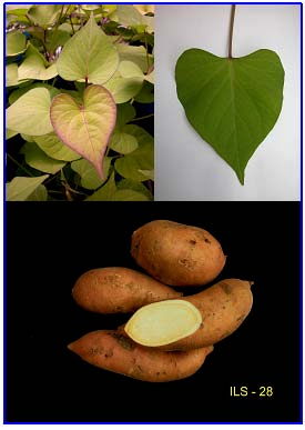 20 Acessos de batata-doce do banco ativo de germoplasma da Embrapa Clima Acesso ILS 28: Planta vigorosa.