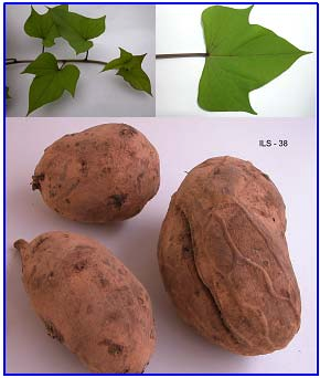 Acessos de batata-doce do banco ativo de germoplasma da Embrapa Clima 21 Acesso ILS 38: Planta vigorosa.