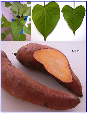 22 Acessos de batata-doce do banco ativo de germoplasma da Embrapa Clima Acesso ILS 44: Planta vigorosa.