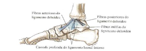 A incidência desta lesão varia de 1,7 a 4,5 lesões por cada 1000 horas de jogo, sendo responsável por 15-25% de todas as lesões músculo-esqueléticas (Junge et al., 2004; Moreira & Antunes, 2008).