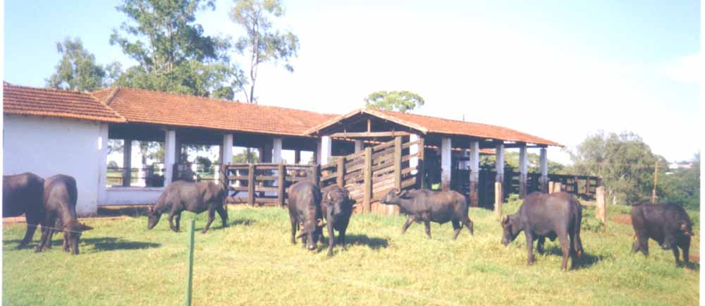 Área de Produção Bubalinos