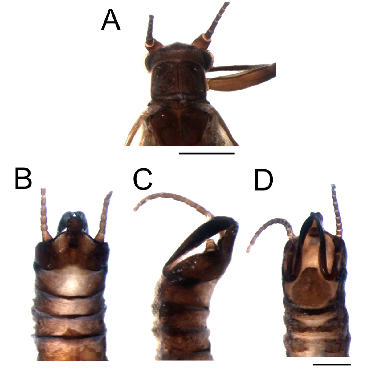 Figura 28. Tupiperla saci sp. nov. Holótipo. Macho. A. Cabeça e pronoto. B. Abdome em vista dorsal; detalhe da projeção do Tergo X. C. Abdome em vista lateral. D.