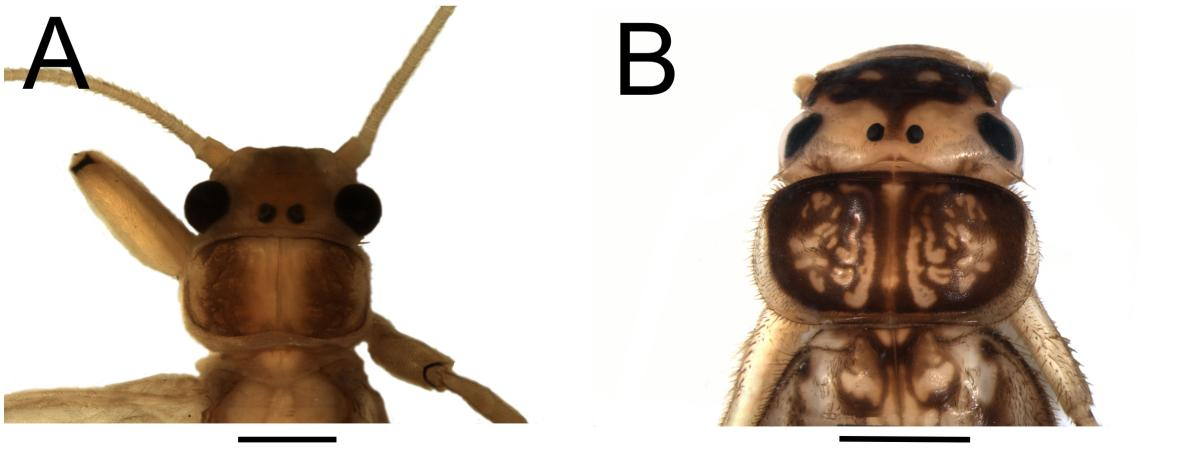 Figura 32. Anacroneuria boraceiensis Froehlich. Macho. A. Cabeça e pronoto. Ninfa: B. Cabeça e pronoto. DESCRIÇÃO: Ninfa. Coloração geral estramínea (Figura 32B).