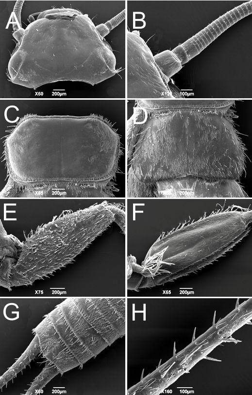 Figura 34. Anacroneuria debilis (Pictet). Ninfa: A. Cabeça. B. Cabeça, escapo da antena; C. Pronoto; D.