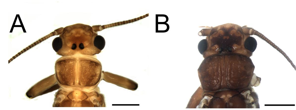 Figura 36. Anacroneuria flintorum Froehlich. Macho. A. Cabeça e pronoto. Anacroneuria itatiaiensis Baldin, Bispo & Novaes. B. Cabeça e pronoto. DISTRIBUIÇÃO: Rio de Janeiro. 4.2.2.1.5.