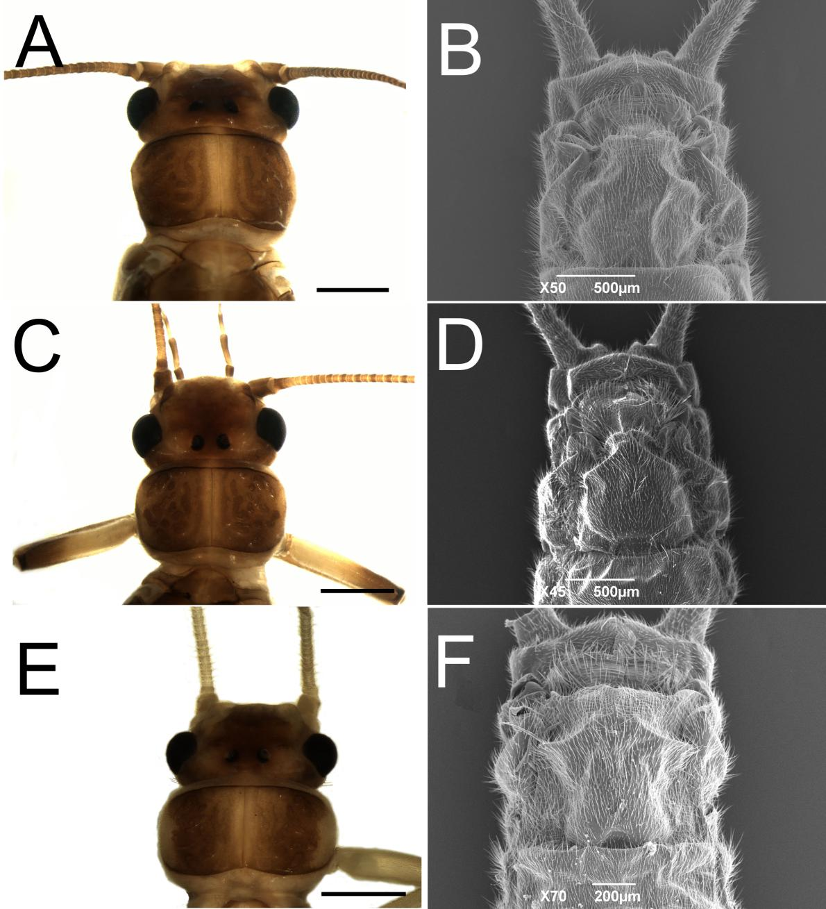 Figura 38. Anacroneuria ipiau sp. nov. Fêmeas: Anacroneuria sp. 03. A. Cabeça e pronoto. B. Abdome em vista ventral, placa subgenital.