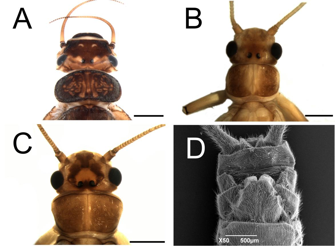 Figura 40. Anacroneuria mantiqueirae Froehlich. Ninfa. A. Anacroneuria sp. 09N, Cabeça e pronoto. Macho. B. Cabeça e pronoto. Fêmea. C. Anacroneuria sp. 11, Cabeça e pronoto. D. Anacroneuria sp. 11, abdome em vista ventral, placa subgenital.