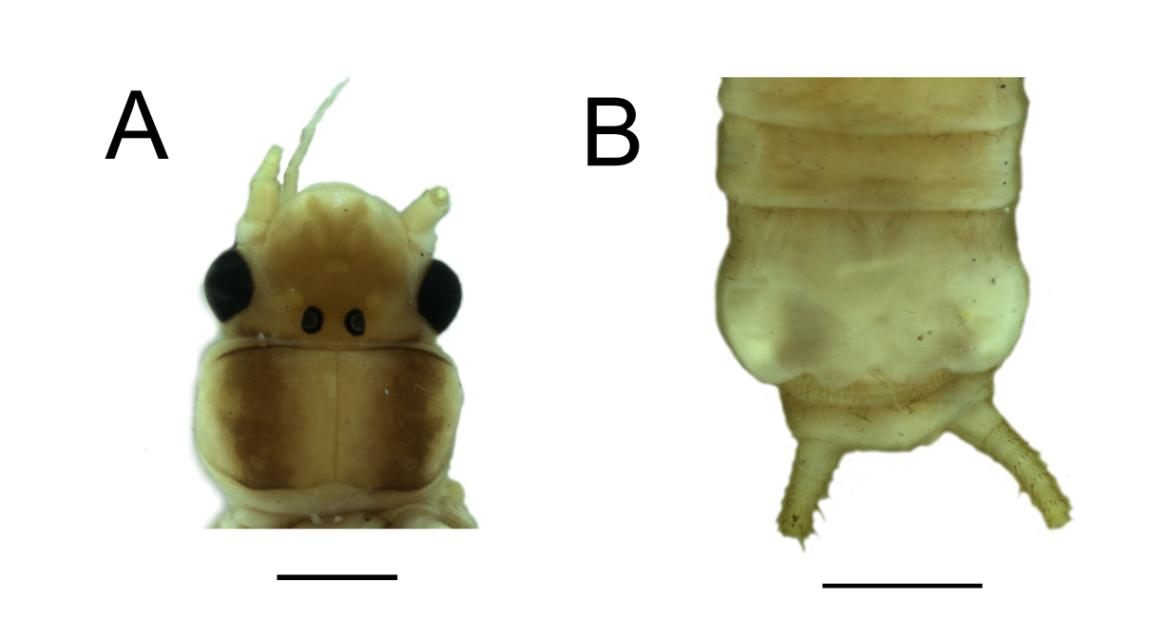 4.2.2.1.12. Anacroneuria sp. BRM02 (Anacroneuria sp.08 ) (Figura 45) MATERIAL EXAMINADO: BR. RJ. NOVA FRIBURGO. Macaé de Cima. Rio Macaé, 22º25 27,5 S 42º32 08,4 O, 1008 m, 1 (#3519*ENT1053).