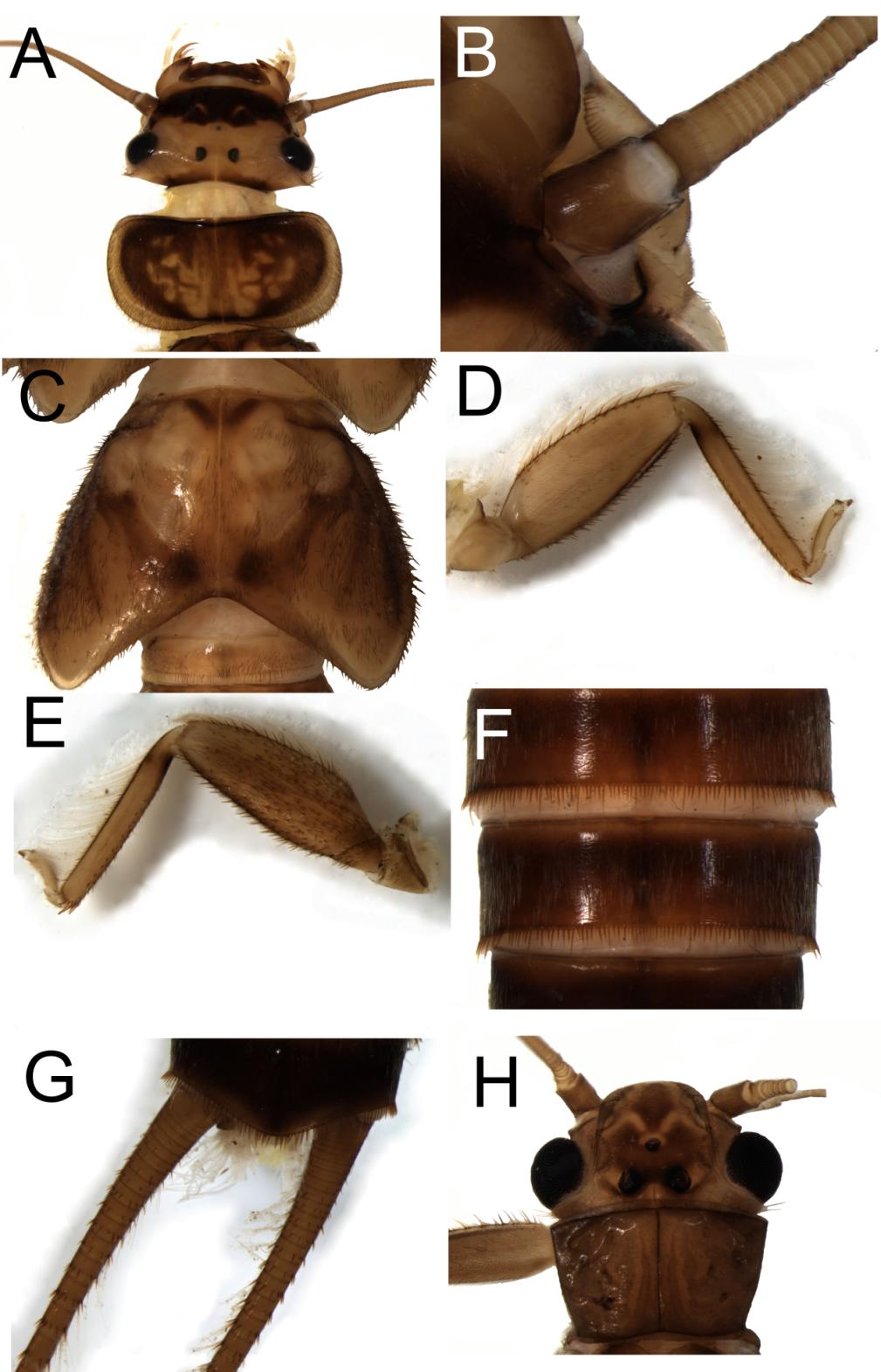 Figura 50. Kempnyia alterosarum Froehlich. Ninfa: A. Cabeça e pronoto; B. Flagelo da antena, vista dorsal; C. Metanoto; D.