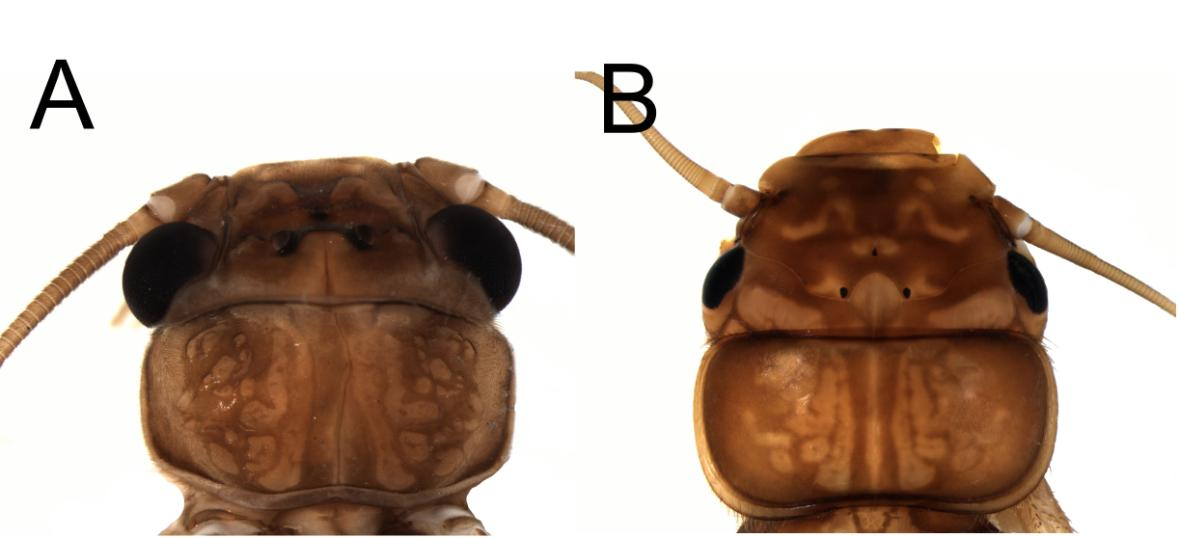 Figura 61. Kempnyia reticulata (Klapálek). Macho adulto: A. Cabeça e pronoto. Ninfa: B. Cabeça e pronoto. identificadas com base nessa descrição (Figura 61B), mas adultos não foram coletados.