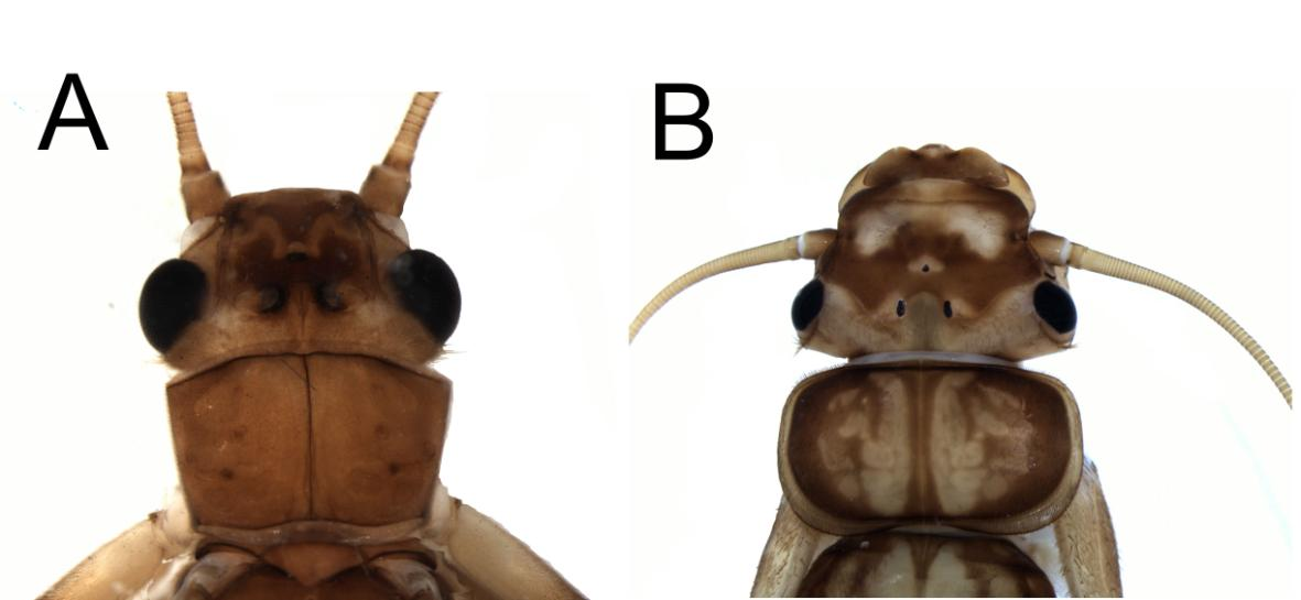 Figura 62. Kempnyia varipes Klapálek. Macho adulto: A. Cabeça e pronoto. Ninfa: B. cabeça e pronoto.