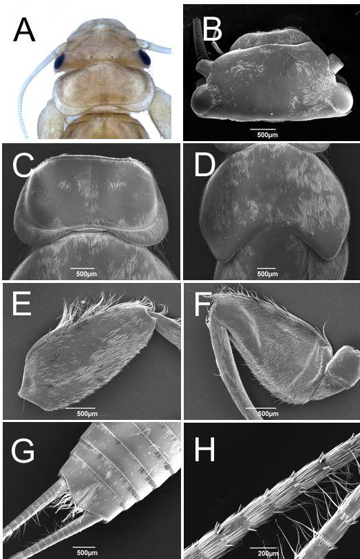 Figura 65. Macrogynoplax Enderlein. Ninfa: A. Cabeça e pronoto; B. Cabeça; C. Pronoto; D. Metanoto; E.