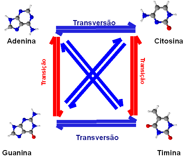 Figura 9 Tipos de substituição de nucleotídeos transversões e transições. Fonte: Vera, 2010. espécimes estudados.