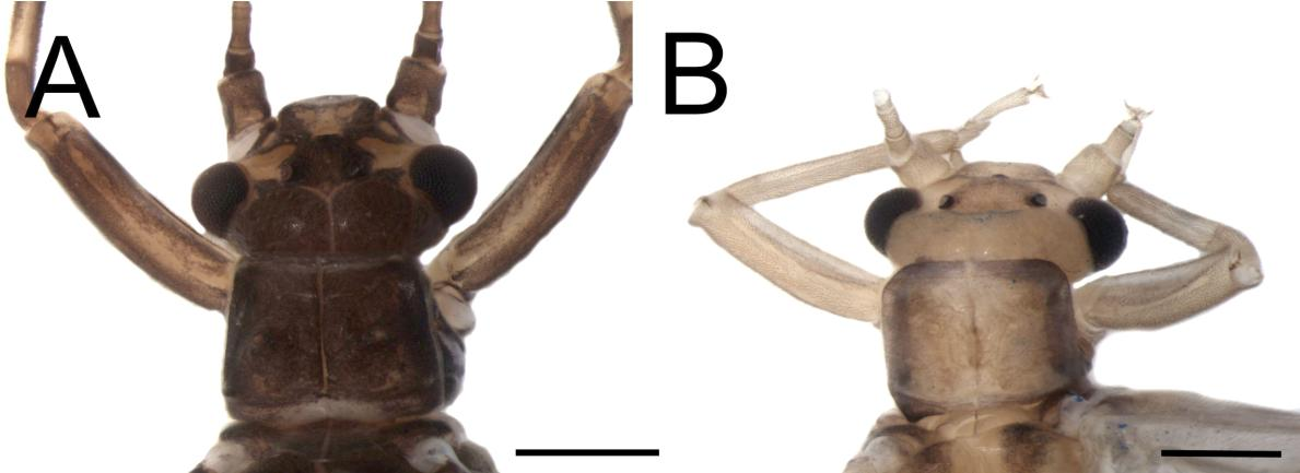 Figura 19. A. Gripopteryx flinti Froehlich. Macho. Cabeça e pronoto. B. Gripopteryx reticulata (Pictet). Macho. Cabeça e pronoto. Sana. Rio Sana, 22 18'06,8"S 42 09'23,4"O, 478 m, 18.ii.