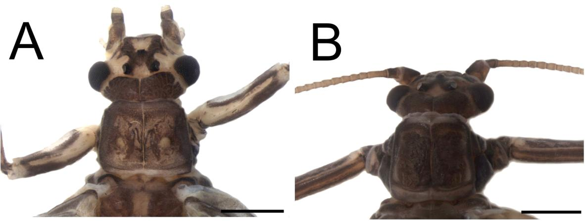 Figura 21. A. Gripopteryx pilosa Froehlich. Macho. Cabeça e pronoto. B. Gripopteryx reticulata Brauer. Macho. Cabeça e pronoto. Verde, Parque Nacional do Caparaó, 07.x.2010, 3 (#2856*ENT588), Col.