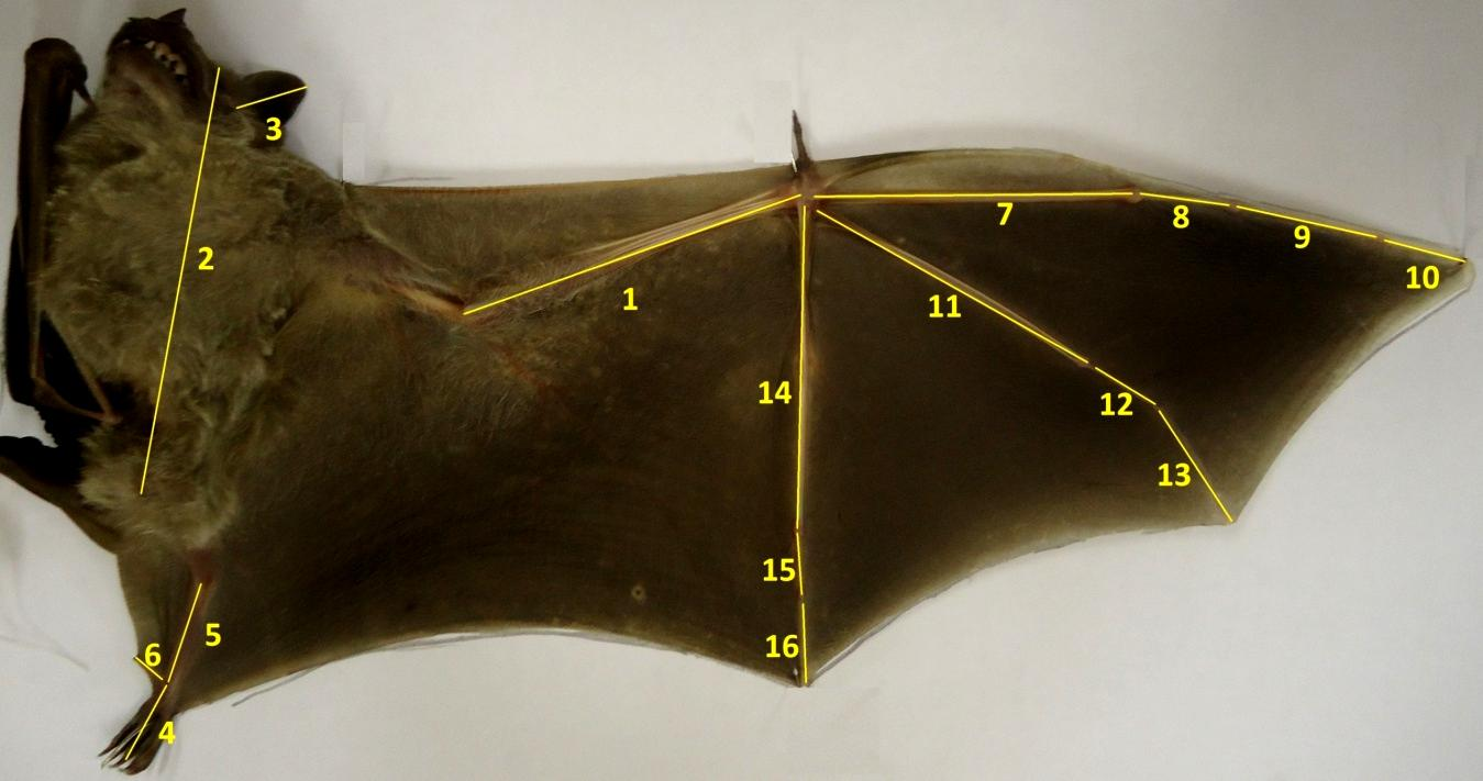 Figura 1: Medidas morfológicas externas e dos ossos das asas que foram amostradas.