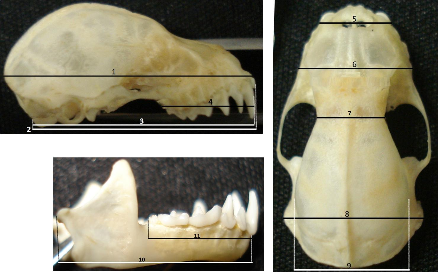 Figura 2: Medidas morfológicas cranianas que foram amostradas: 1- comprimento total do crânio; 2- comprimento côndilo-basal; 3- comprimento côndilo-canino; 4- comprimento da fileira de dentes