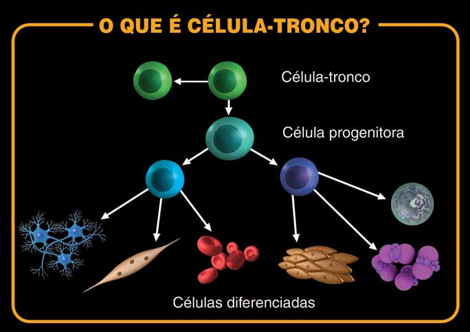 Células-tronco Painel 1a O básico sobre células-tronco National Institutes of Health Stem cells information - http://stemcells.nih.gov/info/basics/basics1.