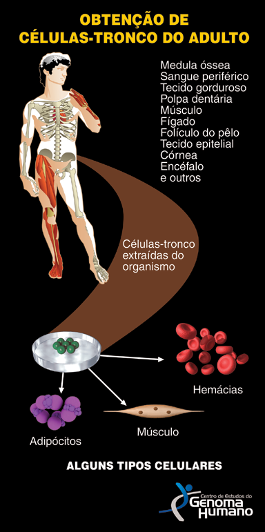 Painel 1b. Células-tronco do adulto Célula-tronco do adulto é uma célula indiferenciada localizada entre as células diferenciadas que compõem tecidos ou órgãos de um organismo.