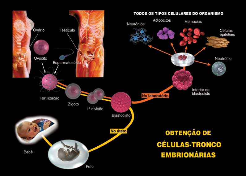 Painel 1c Células-tronco embrionárias As células tronco-embrionárias são derivadas de embriões.