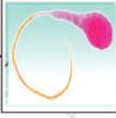 Transfecção de DNA Introdução de uma molécula de DNA exógeno