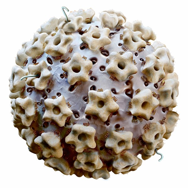 O HPV utiliza-se das células epiteliais, principalmente das escamosas, como hospedeiras, usurpando a maquinaria celular para a replicação do seu material genético e obtenção de sua progênie (TYRING,
