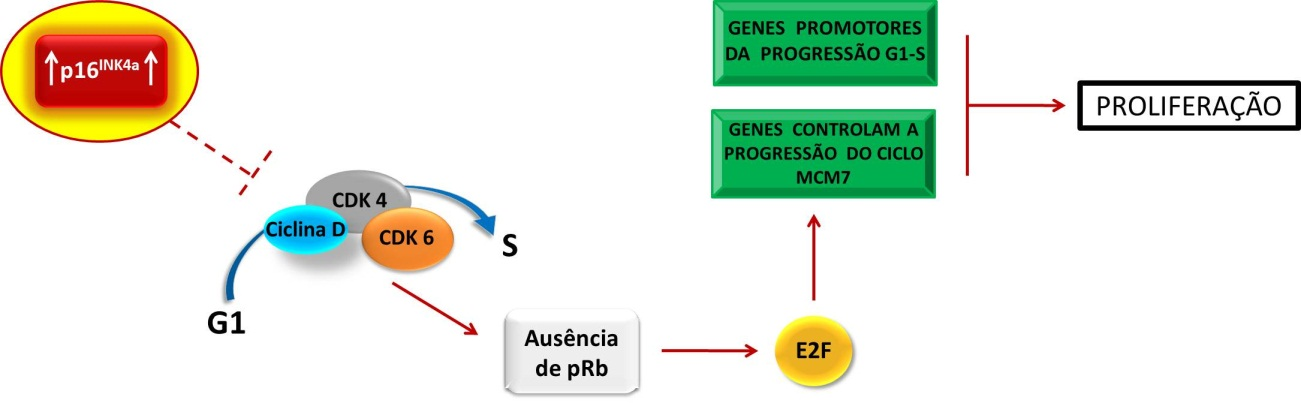 A B C FIGURA 10: Modelo da associação da oncoproteína viral E7 de HPVs de alto risco e as proteínas do ciclo celular.