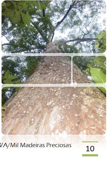 Manejo Florestal Fase 1- Antes da Colheita // Inventário Florestal // Durante a fase de planejamento do Manejo Florestal, é feito cuidadosamente pela equipe de prospecção da empresa, o inventário das