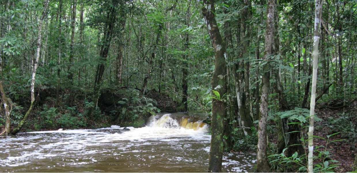 Missão do Grupo A PWA tem sua missão baseada num dos principais desafios da atualidade: a harmonia entre a conservação ambiental via manejo florestal na Amazônia e a melhoria da qualidade de vida das