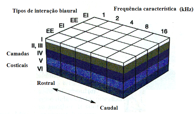 Figura 2.16: Modelo em cubos de gelo hipotético do córtex auditivo.