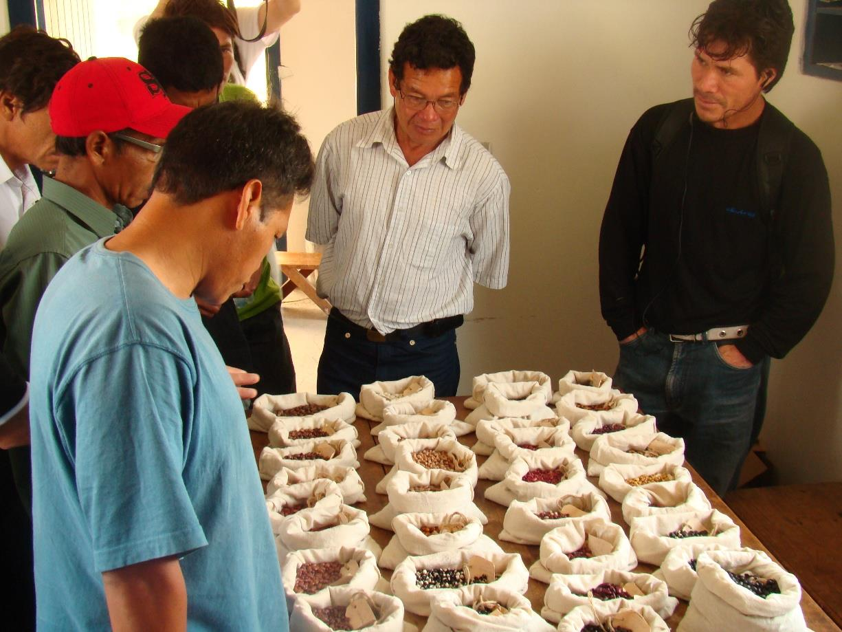 Mbya Guarani, como exemplo, milho (Zea mays L.), feijão (Phaseolus Vulgaris L.) amendoim (Arachis hypogaea L.), abóbora (Cucúrbita moschata) e melancia (Citrullus lanatus).