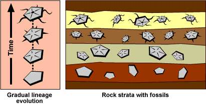 Mais fósseis... Figura: Fósseis de transição.