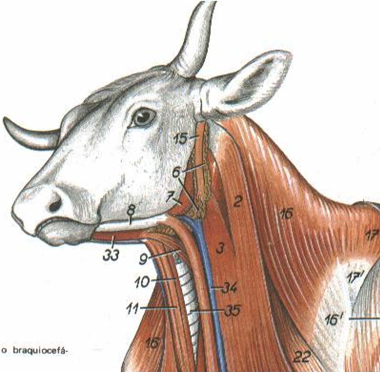 3- NARIZ 3.2 Nariz Externo em função da sua extensão: - plano nasal (equ., carn.