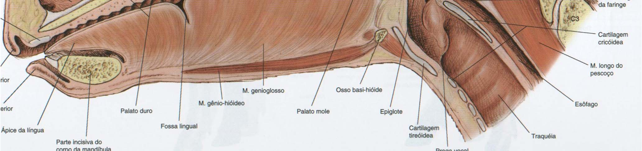 3.3 Cavidades Nasais Meato Nasal Dorsal Meatos